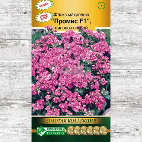 Флокс Промис лилово-голубой F1 изображение 1 артикул 83471