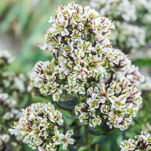 Флокс метельчатый Пур Филингс изображение 1 артикул 76138