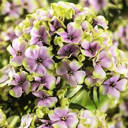 Флокс метельчатый Старберст изображение 1 артикул 76349