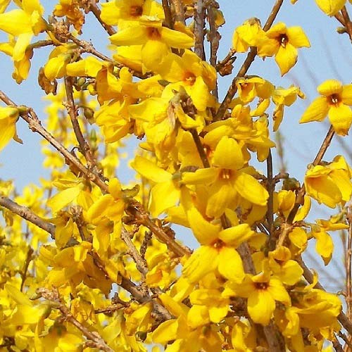 Форзиция Голдзаубер изображение 2 артикул 2410