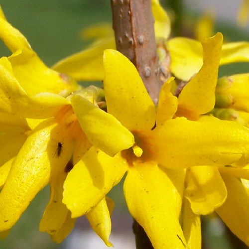 Форзиция Голдзаубер изображение 4 артикул 2410