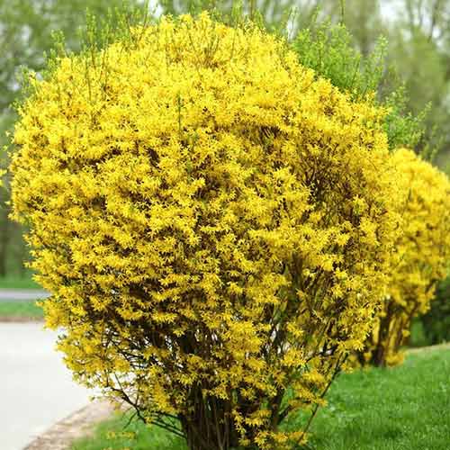 Форзиция средняя Голдзаубер изображение 1 артикул 9182