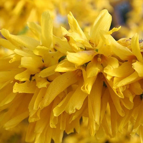 Форзиция Спектабилис изображение 1 артикул 01224