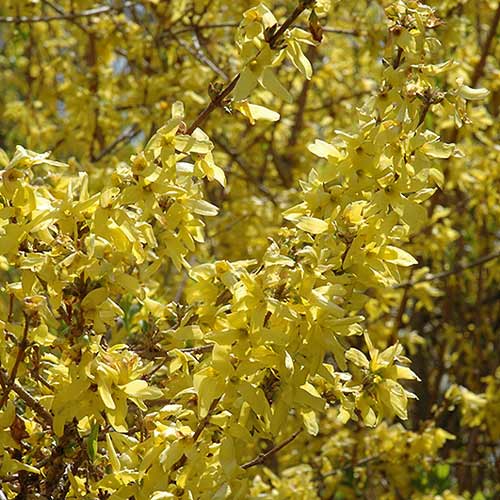 Форзиция Спринг Глори изображение 1 артикул 01225