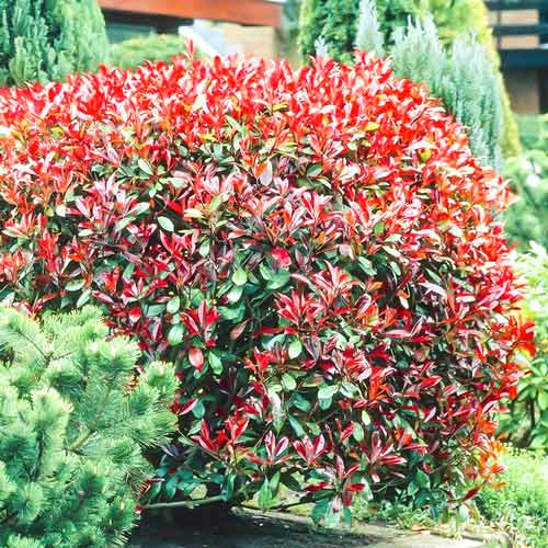 Фотиния Литл Ред Робин изображение 1 артикул 3967