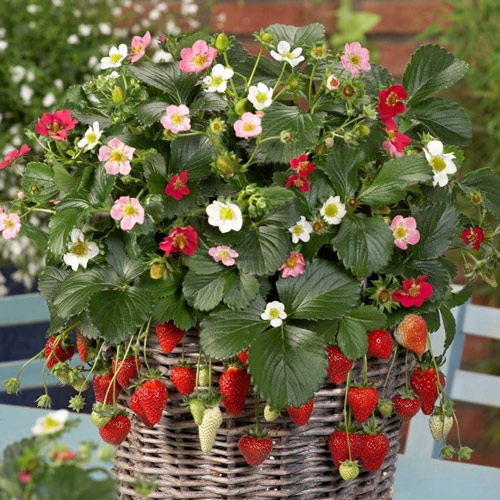 Земляника Флэр артикул фото 1 Земляника Флэр изображение 1 артикул 7214