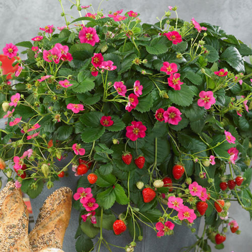 Земляника Липстик артикул фото 1 Земляника Липстик изображение 1 артикул 7215