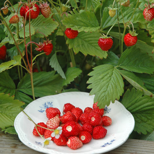 Земляника Александрия изображение 2 артикул 7216