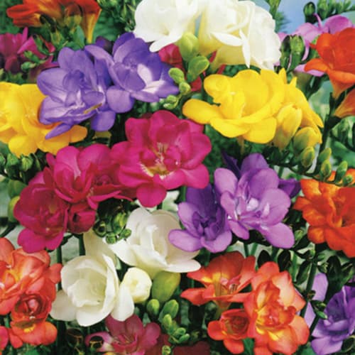 Фрезия ароматная, микс изображение 1 артикул 76509