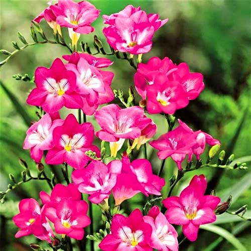 Фрезия Пинк изображение 1 артикул 2974