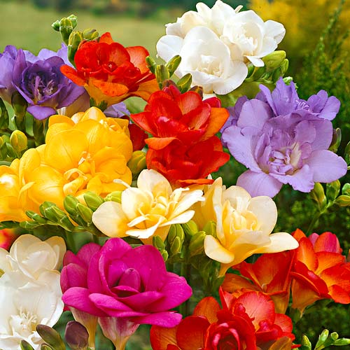 Фрезия Дабл, микс изображение 1 артикул 76235