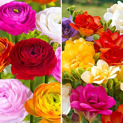 Фрезии и ранункулюсы Баттерфляй Бьюти, микс изображение 1 артикул 76368