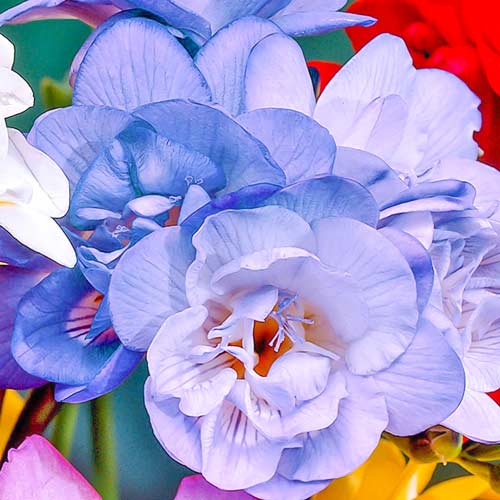 Фрезия Дабл Блю изображение 1 артикул 67151