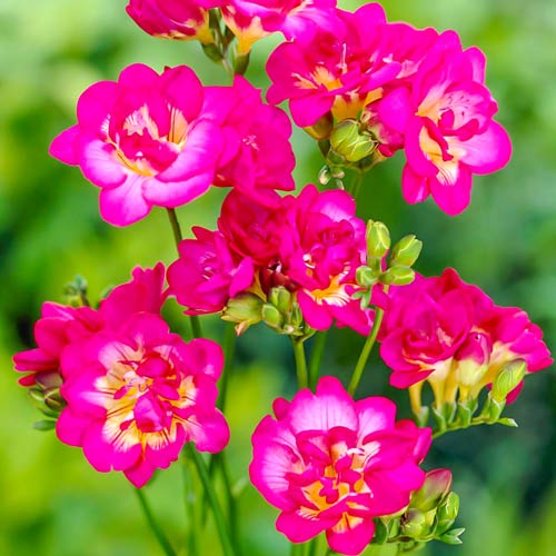 Фрезия Дабл Пинк изображение 1 артикул 67153