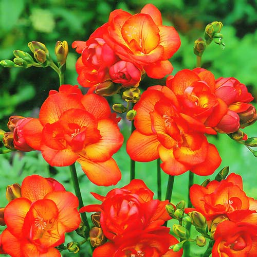 Фрезия Дабл Ред изображение 1 артикул 67154