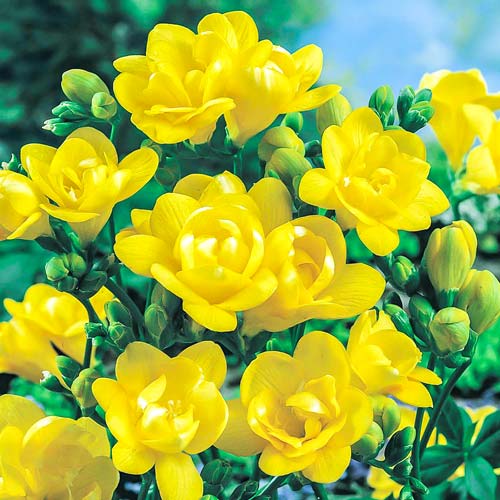 Фрезия Дабл Йеллоу изображение 1 артикул 67156