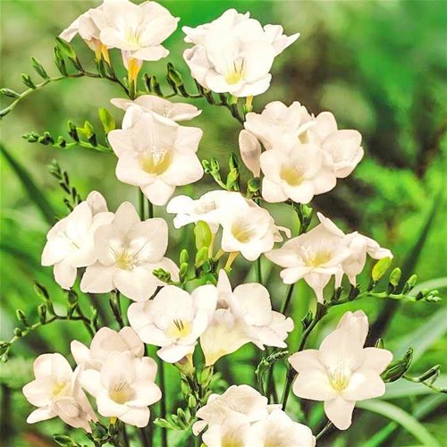 Фрезия Дабл Вайт изображение 1 артикул 76239