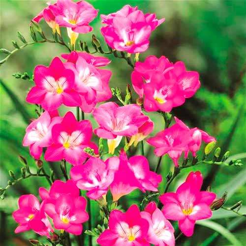 Фрезия Пинк изображение 1 артикул 67884