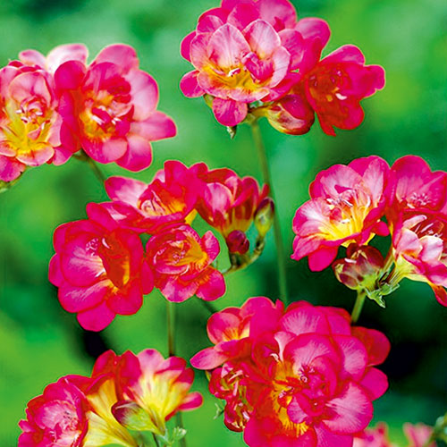 Фрезия Ред изображение 1 артикул 67885