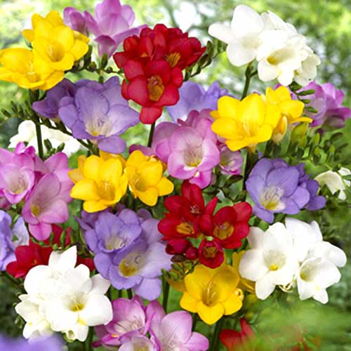 Фрезия Сингл, микс изображение 1 артикул 70390