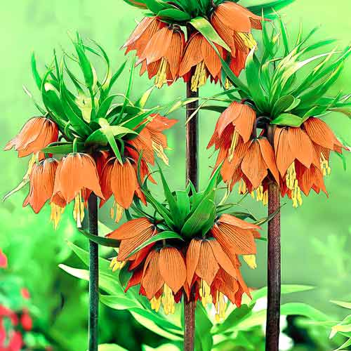 Рябчик (фритиллярия) Рубра Максима изображение 1 артикул 67355