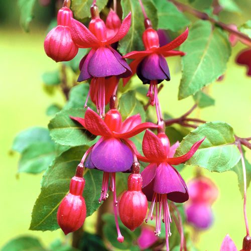 Фуксия Том Тумб изображение 1 артикул 7217