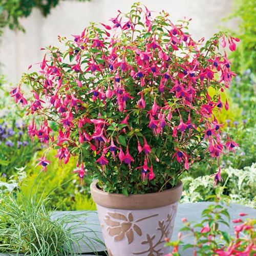 Фуксия Том Тумб изображение 2 артикул 7217