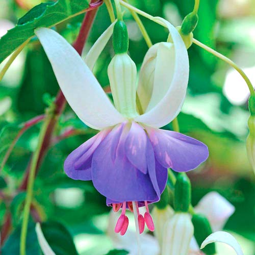 Фуксия ампельная Дельта Сара изображение 2 артикул 73028