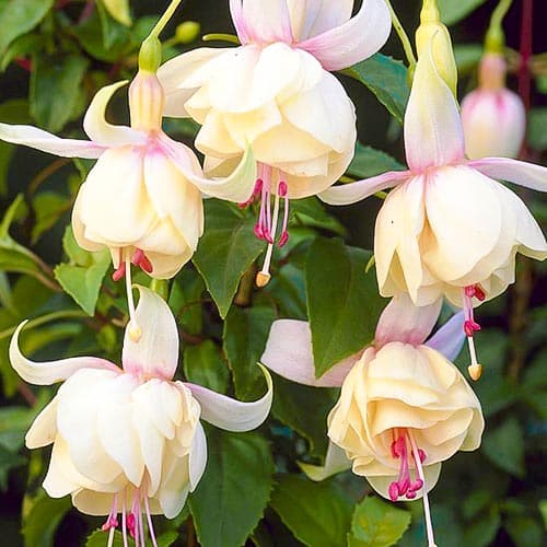 Фуксия Анабель изображение 1 артикул 76692