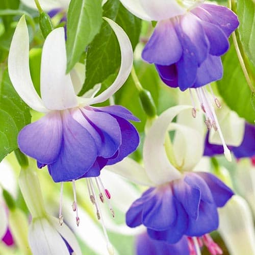 Фуксия Дельта Сара изображение 1 артикул 76693