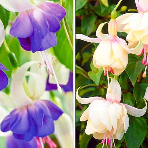 Комплект фуксий из 2 саженцев изображение 1 артикул 76708