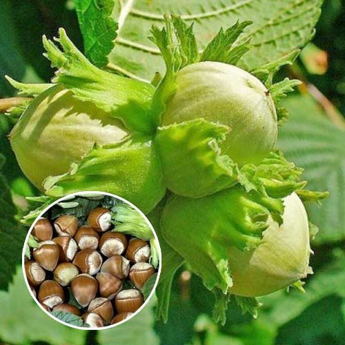 Фундук Барселонский артикул фото 2 Фундук Барселонский изображение 2 артикул 7450