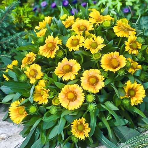 Гайлардия Санберст Йеллоу изображение 1 артикул 68636