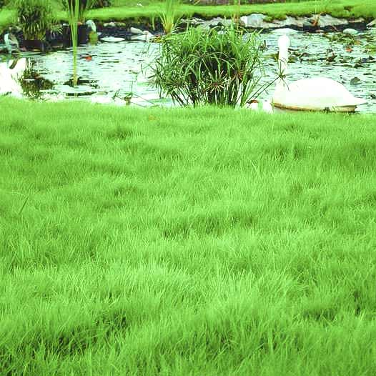 Газон Бежин луг, семена артикул фото 1 Газон Бежин луг, семена изображение 1 артикул 66182