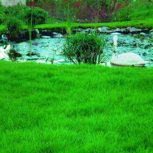 Газон Бежин луг изображение 1 артикул 71967