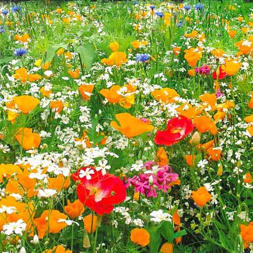 Газон цветущий Гольф Аристократ, смесь окрасок Русский огород НК артикул фото 1 Газон цветущий Гольф Аристократ, смесь окрасок Русский огород НК изображение 1 артикул 69862