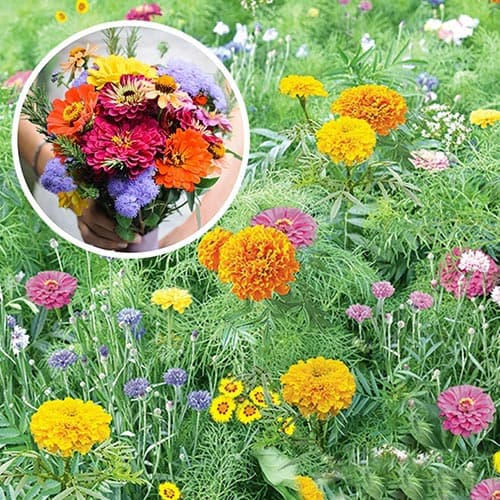 Газон цветущий Летний букет, смесь окрасок изображение 1 артикул 92482