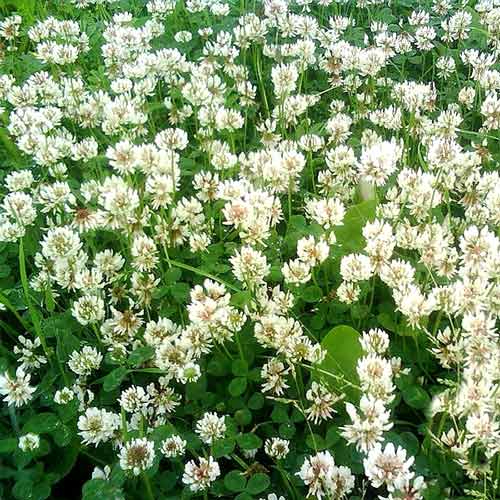 Газон Жемчужная россыпь артикул фото 1 Газон Жемчужная россыпь изображение 1 артикул 66183