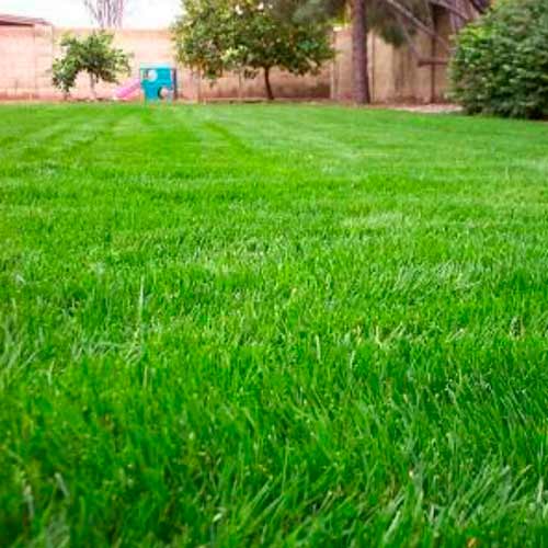 Газон Лужайка, семена изображение 1 артикул 65678