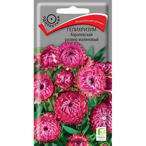 Гелихризум Королевский размер малиновый, семена изображение 1 артикул 92942
