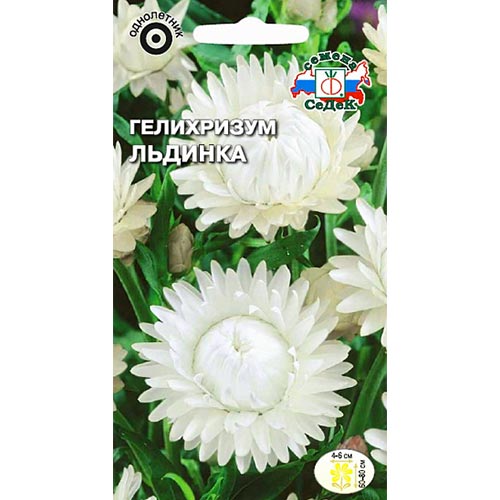 Гелихризум Льдинка, семена изображение 1 артикул 93741