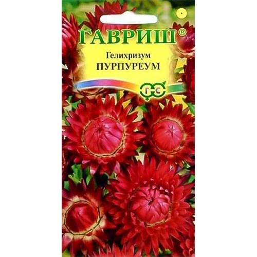 Гелихризум Пурпуреум, семена изображение 1 артикул 92012