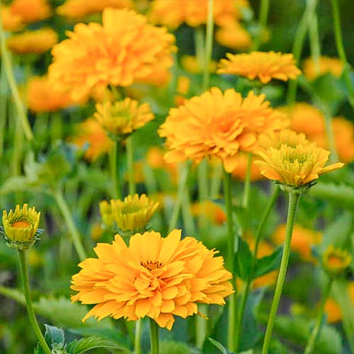 Гелиопсис Саммер Сан изображение 1 артикул 01324