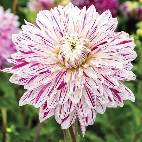 Георгина Авиньон артикул фото 1 Георгина Авиньон изображение 1 артикул 70480