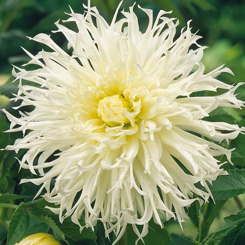 Георгина Айс Кристал изображение 1 артикул 76560