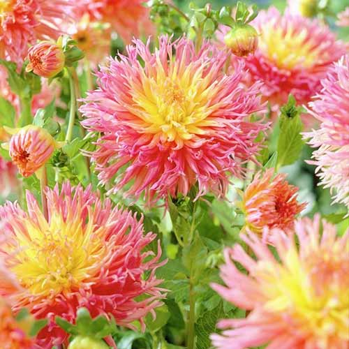 Георгина Фринджет Стар изображение 1 артикул 76417