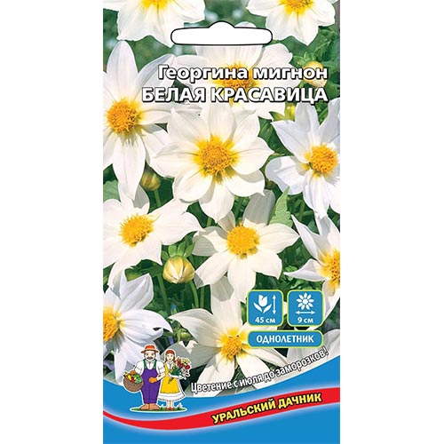 Георгина Белая красавица, семена изображение 1 артикул 94780