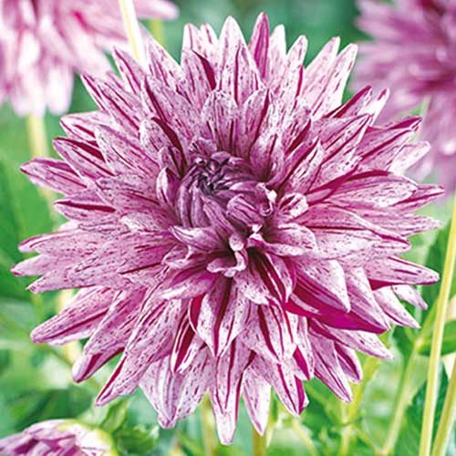 Георгина Блэкбэрри Рипл изображение 1 артикул 70370