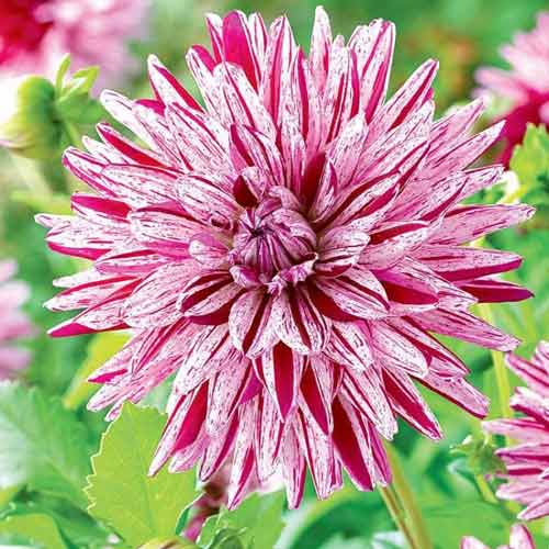 Георгина Блэкберри Риппл изображение 1 артикул 76045