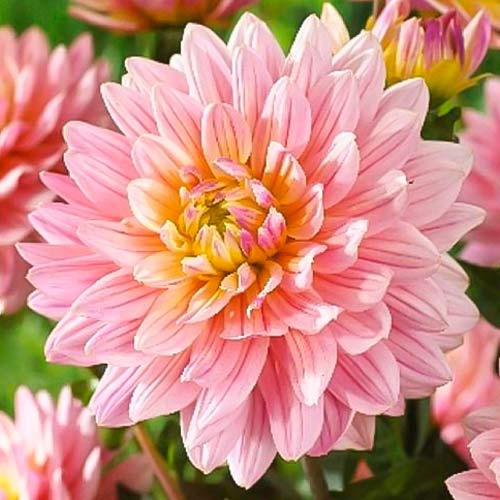 Георгина Бонеста изображение 1 артикул 76408